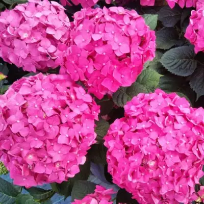 Гортензия ЭНДЛЕСС САММЕР ЛАВ крупнолистная в Молодечно