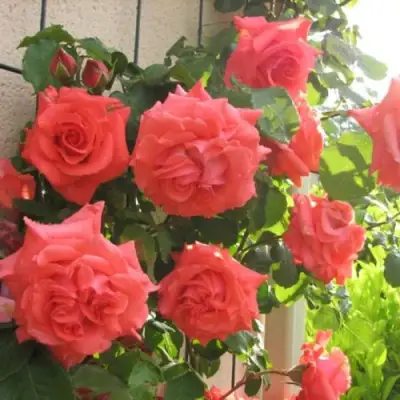 Роза ДИ ДИ БРИДЖУОТЕР плетистая в Молодечно