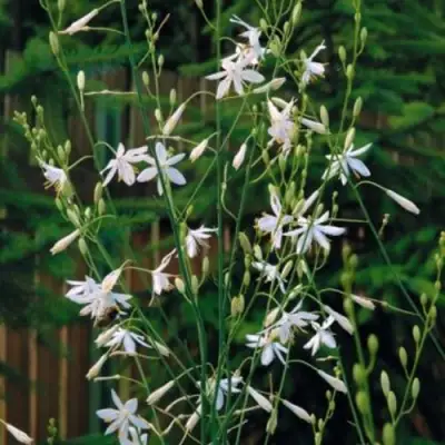 Венечник ветвистый в Молодечно