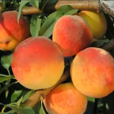 Персик РОЯЛ ВИ в Молодечно