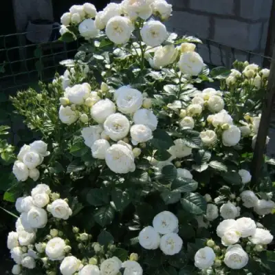 Роза АРТЕМИС шраб в Молодечно