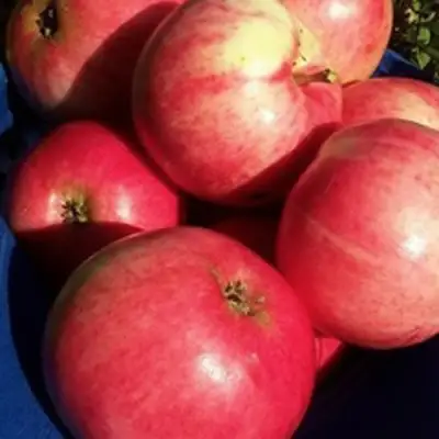 Яблоня СУЙСЛЕПСКОЕ (МАЛИНОВКА) в Молодечно