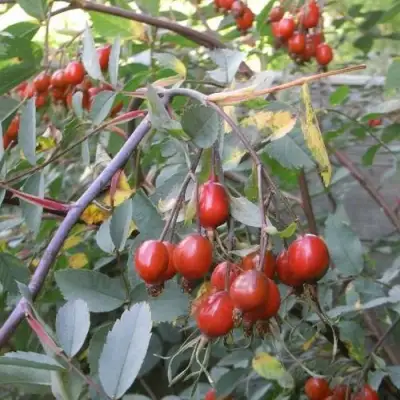 Роза сизая в Молодечно