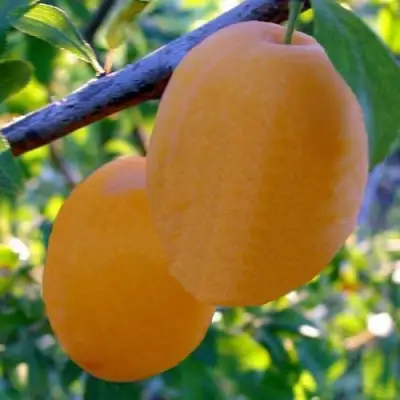 Слива НАТАША в Молодечно