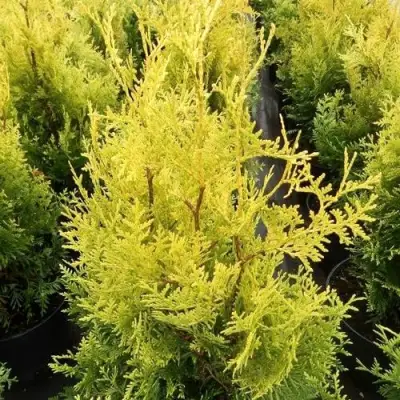 Туя ГОЛДЕН БРАБАНТ западная в Молодечно