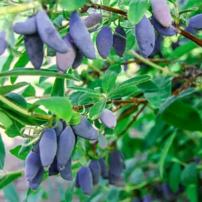 Жимолость съедобная БЛЮ БАНАНА (ГОЛУБОЙ БАНАН) в Молодечно