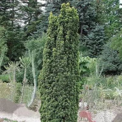 Тис ФАСТИГИАТА РОБУСТА  ягодный  в Молодечно