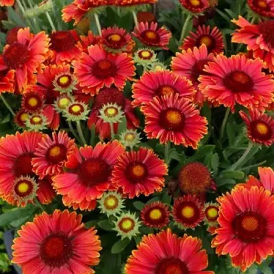 Гайлардия АРИЗОНА РЕД ШЕЙДС в Молодечно