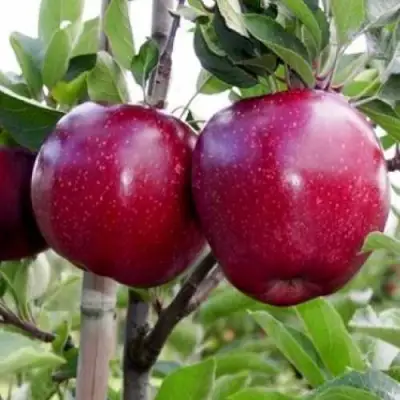 Яблоня РЕД ДЕЛИШЕС в Молодечно
