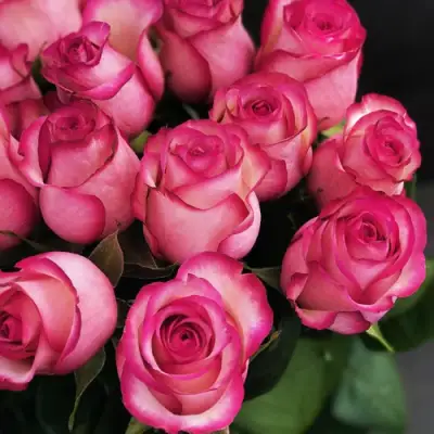 Роза КАРУСЕЛЬ чайно-гибридная в Молодечно