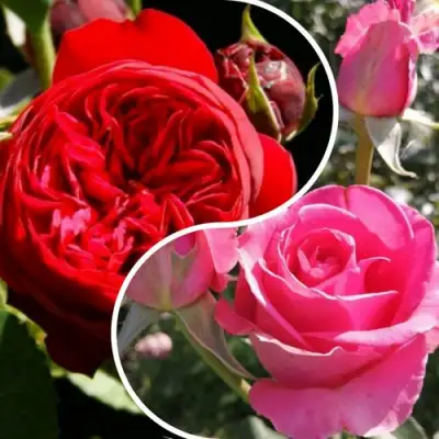 Комплект РОМАНТИЧЕСКИЙ БУКЕТ в Молодечно