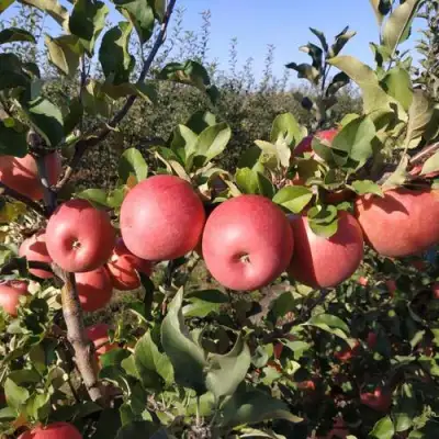 Яблоня ЧЕМПИОН РЕНО в Молодечно