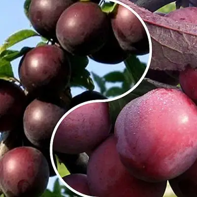 Комплект ИЗЮМИНКА САДА в Молодечно