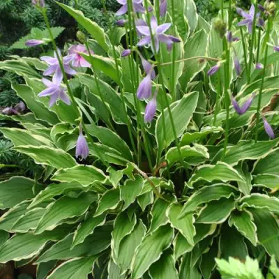 Хоста СТИЛЕТТО гибридная в Молодечно