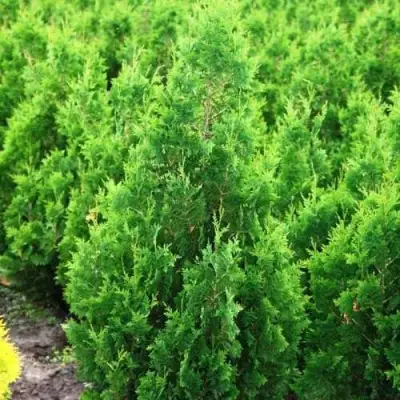 Туя СПИРАЛИС западная в Молодечно