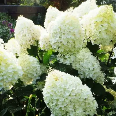 гортензия сильвер доллар