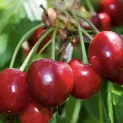 Дюк ИГРУШКА в Молодечно