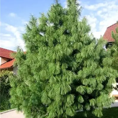 Сосна гриффита в Молодечно