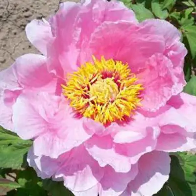 Пион МАРАМАЦУ-ЗАКУРА древовидный в Молодечно