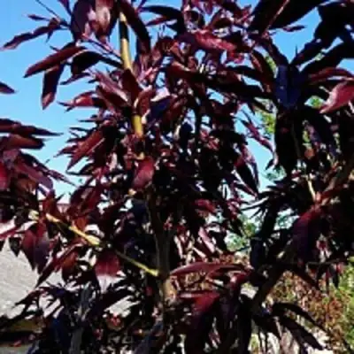 Персик БУРГУНДИ краснолистный в Молодечно