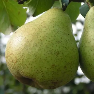Груша ПЛАТОНОВСКАЯ в Молодечно