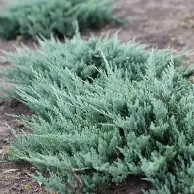 Можжевельник БЛЮ ЧИП горизонтальный  в Молодечно