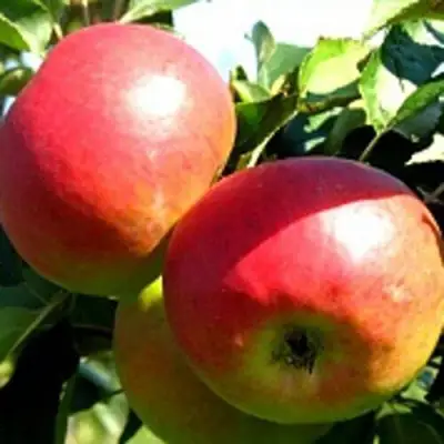 Яблоня СОКОЛОВСКОЕ стелющаяся в Молодечно