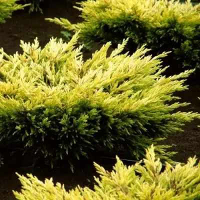 Можжевельник ЛАЙМ ГЛОУ горизонтальный  в Молодечно