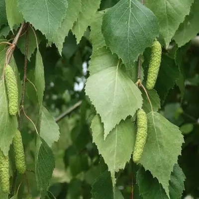 Береза бумажная в Молодечно