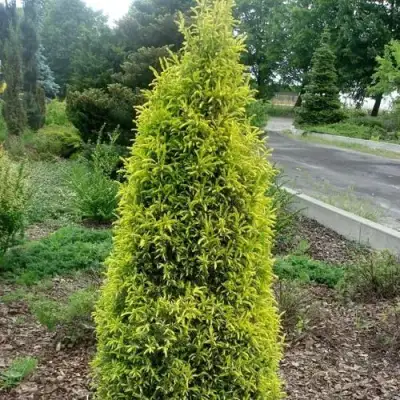 Можжевельник ГОЛД КОН обыкновенный в Молодечно
