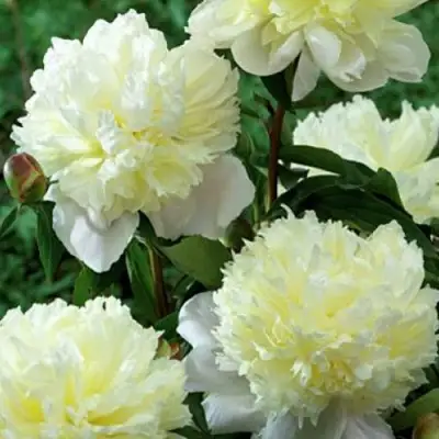 Пион ЛАУРА ДЕСЕРТ травянистый в Молодечно