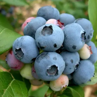 Голубика КОЛЛИНЗ в Молодечно