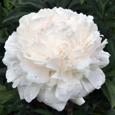 Пион БРАЗЕР ЧАК травянистый в Молодечно