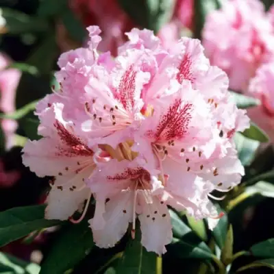 Рододендрон ЧИР в Молодечно