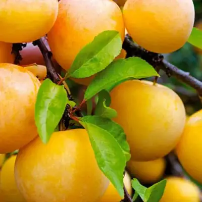 Слива МЕДОВАЯ ЖЁЛТАЯ в Молодечно