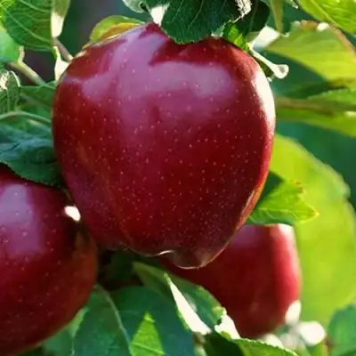 Яблоня РЕД ЧИФ в Молодечно