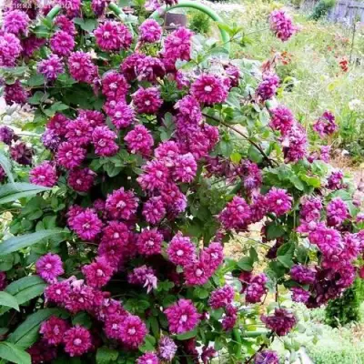 Клематис ПУРПУРЕА ПЛЕНА ЭЛЕГАНС в Молодечно