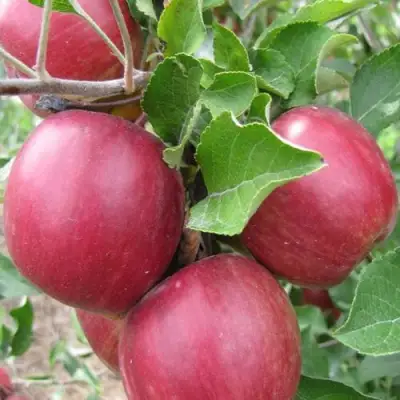 Яблоня МОСКОВСКОЕ ОЖЕРЕЛЬЕ колонновидная в Молодечно