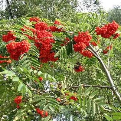Рябина САХАРНАЯ ПЕТРОВА сладкоплодная в Молодечно