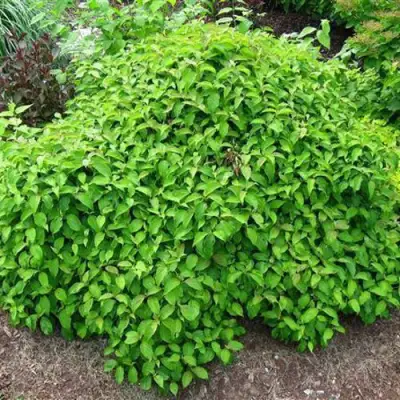 Дерен КЕЛСЕИ шелковистый  в Молодечно