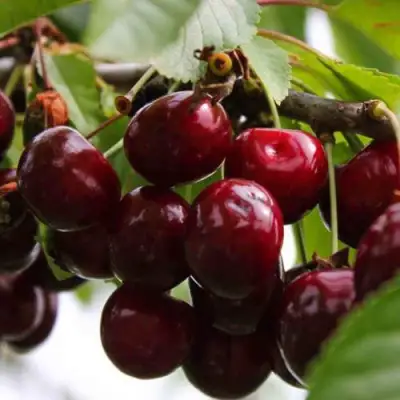 Вишня НОВОДВОРСКАЯ в Молодечно