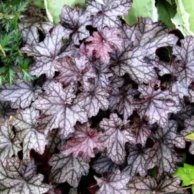 Гейхера ШУГА ФРОСТИНГ в Молодечно