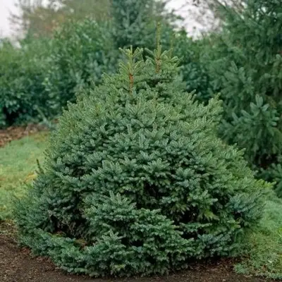 Ель НАНА сербская в Молодечно