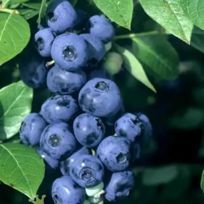 Голубика НОРТ КАНТРИ в Молодечно