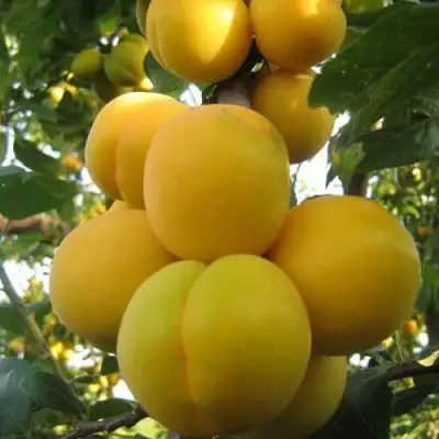 Слива ЛОДВА в Молодечно