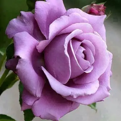 Роза МАЙЗЕР чайно-гибридная в Молодечно