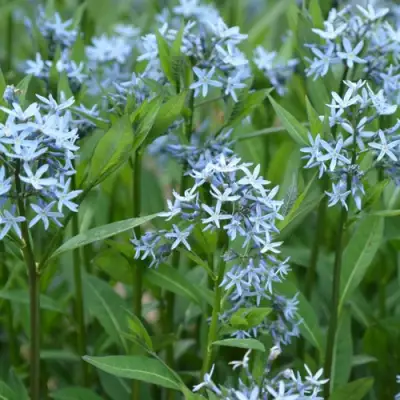 Амсония иволистная в Молодечно