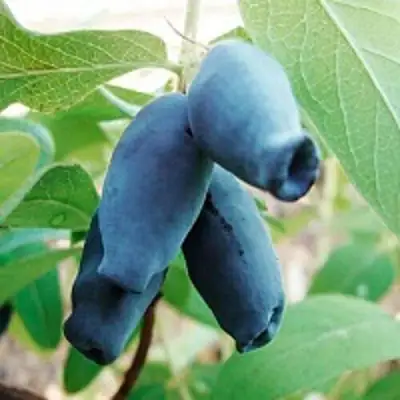 Жимолость съедобная АМФОРА в Молодечно