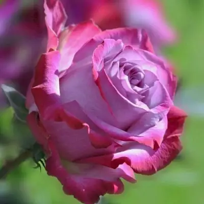 Роза ДИП ВОТЕР чайно-гибридная в Молодечно