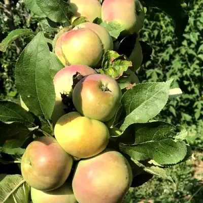 Яблоня ПРИОКСКОЕ колонновидная в Молодечно